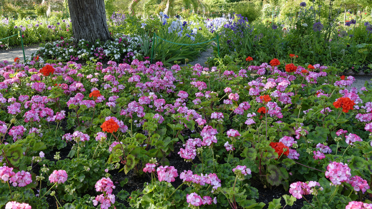 20190529-101915•Giverny (Jardin de Monet)•Limetz-Villez•Ile-de-France•France